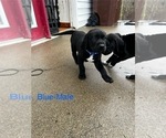 Small Photo #28 Cane Corso-German Shorthaired Pointer Mix Puppy For Sale in CLAY CITY, KY, USA
