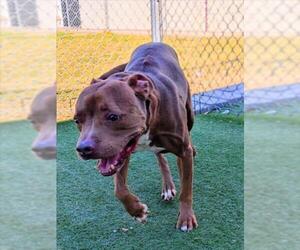 Staffordshire Bull Terrier Dogs for adoption in Texas City, TX, USA