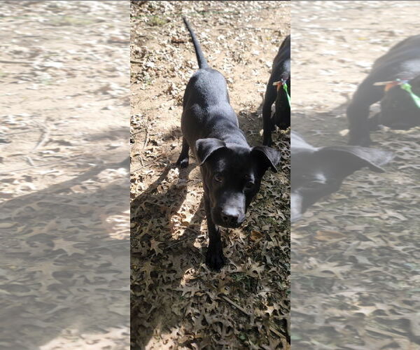 Medium Photo #1 Mutt Puppy For Sale in Ball Ground, GA, USA