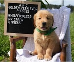 Small #6 Golden Retriever
