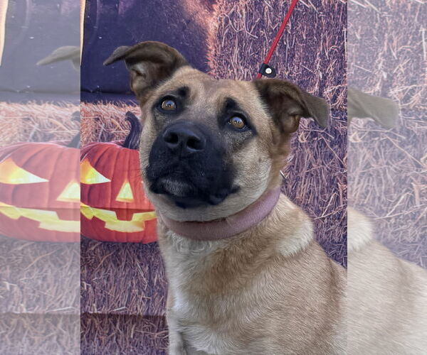 Medium Photo #3 Mutt Puppy For Sale in Lake Elsinore, CA, USA