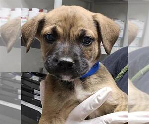 Boxer-Unknown Mix Dogs for adoption in Bakersfield, CA, USA