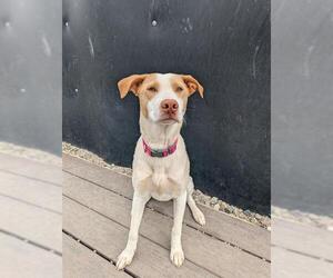 Borador Dogs for adoption in Frisco, CO, USA