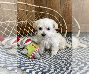 Maltipoo Puppy for Sale in SCANDIA, Kansas USA