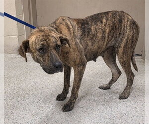 Mutt Dogs for adoption in Conroe, TX, USA