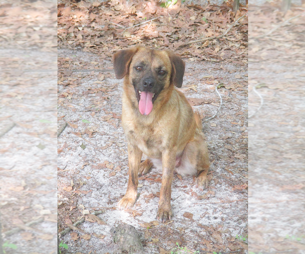 Medium Photo #3  Puppy For Sale in , 