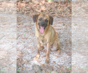 Australian Shepherd-Unknown Mix Dogs for adoption in Camden, SC, USA