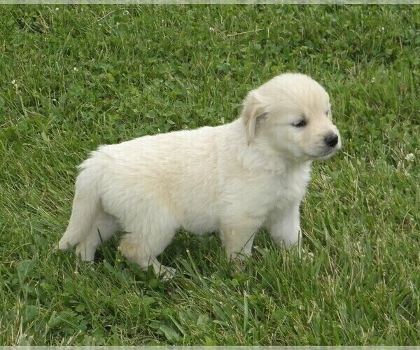 Medium Photo #2 Golden Retriever Puppy For Sale in VERMONTVILLE, MI, USA