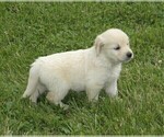 Small Photo #2 Golden Retriever Puppy For Sale in VERMONTVILLE, MI, USA