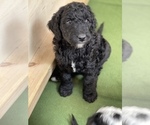 Small Photo #15 Goldendoodle Puppy For Sale in LOTHIAN, MD, USA