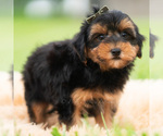 Small Photo #55 Yorkipoo Puppy For Sale in WARSAW, IN, USA