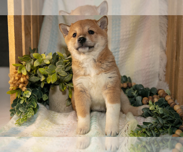 Medium Photo #19 Shiba Inu Puppy For Sale in TOPEKA, IN, USA