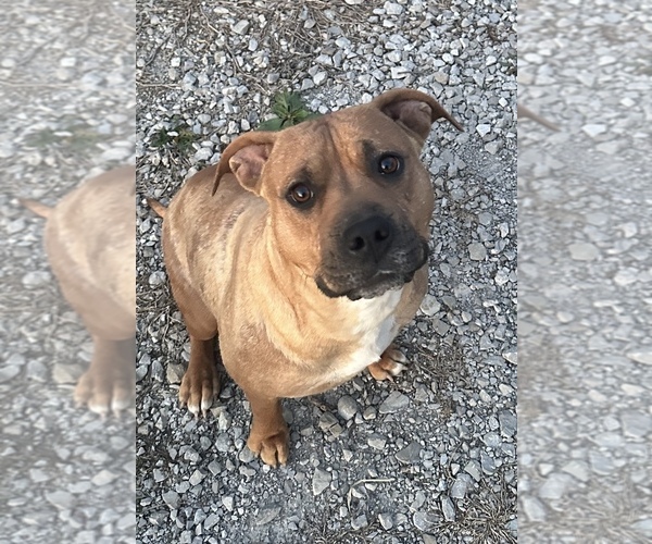 Medium Photo #1 American Staffordshire Terrier-Rhodesian Ridgeback Mix Puppy For Sale in BETHALTO, IL, USA