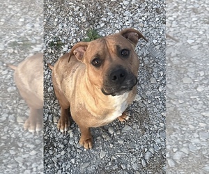 Mother of the American Staffordshire Terrier-Rhodesian Ridgeback Mix puppies born on 02/27/2026