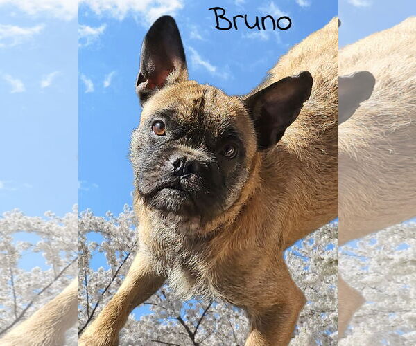 Medium Photo #3 French Bulldog-Unknown Mix Puppy For Sale in Phelan, CA, USA