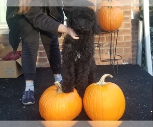 Poodle (Standard) Puppy for sale in SOUTHFIELD, MI, USA