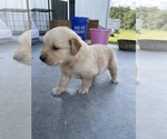 Small Photo #4 Golden Retriever Puppy For Sale in IDER, AL, USA