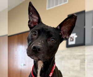 Mutt Dogs for adoption in Jefferson, WI, USA