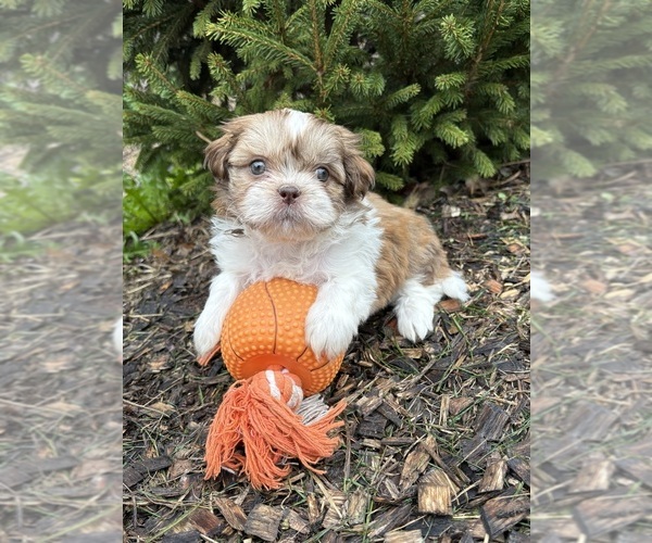 Medium Photo #1 Shih Tzu Puppy For Sale in MIDDLEBURY, IN, USA