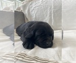 Small Photo #18 Labrador Retriever Puppy For Sale in NEW HOLLAND, PA, USA