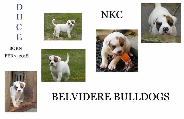 Medium Photo #1 American Bulldog Puppy For Sale in BELVIDERE, TN, USA
