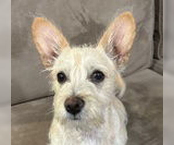 Medium Photo #4 Chihuahua-Unknown Mix Puppy For Sale in Fremont, CA, USA