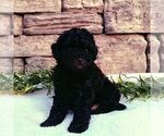 Small #2 ShihPoo