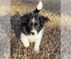 Medium Border Collie-Papillon Mix