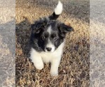 Puppy Stripe Border Collie-Papillon Mix