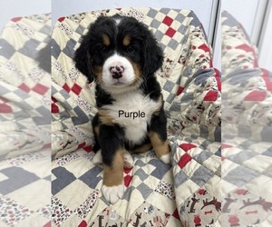 Bernese Mountain Dog Puppy for sale in ENON, OH, USA