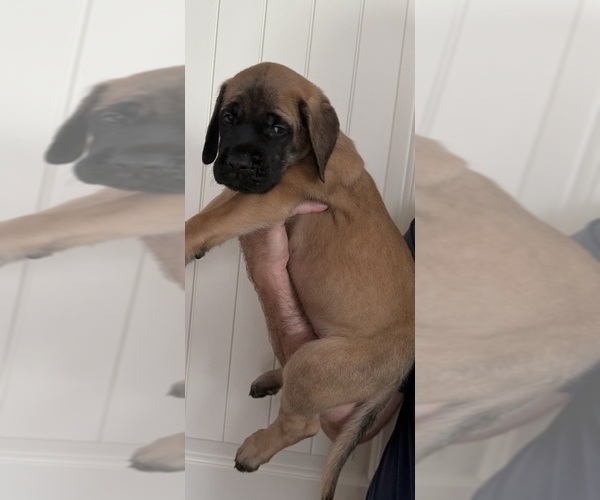 Medium Photo #4 Mastiff Puppy For Sale in OLATHE, KS, USA