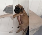 Small #2 Mastiff