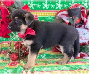 German Shepherd Dog Puppy for sale in LANCASTER, PA, USA