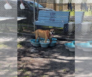 American Pit Bull Terrier-Unknown Mix Dogs for adoption in St. Cloud, FL, USA