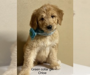 Aussiedoodle-Australian Labradoodle Mix Puppy for sale in BATTLE GROUND, WA, USA