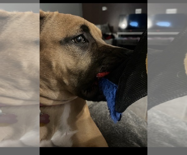 Medium Photo #4 American Pit Bull Terrier Puppy For Sale in CHESWICK, PA, USA