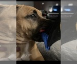 Hazel - Female American Pit Bull Terrier Dog for Adoption - Photo #4