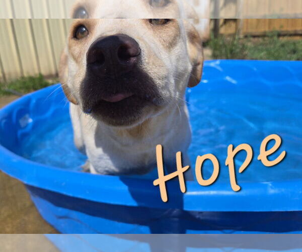 Medium Photo #5 Labrador Retriever-Unknown Mix Puppy For Sale in Jackson, MS, USA