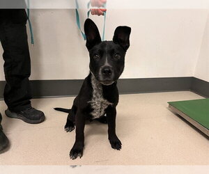 Mutt Dogs for adoption in Corona, CA, USA