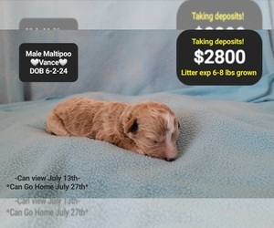 Maltipoo Puppy for Sale in TUCSON, Arizona USA