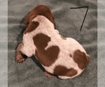 Small Photo #1 German Shorthaired Pointer Puppy For Sale in TEMPLETON, CA, USA