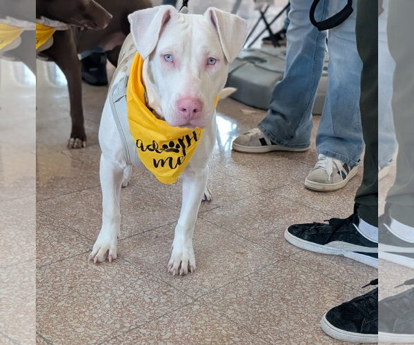 Medium Photo #7 Mutt Puppy For Sale in Brooklyn Center, MN, USA