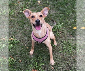 Lillian - Female Mutt Dog for Adoption - Photo #4