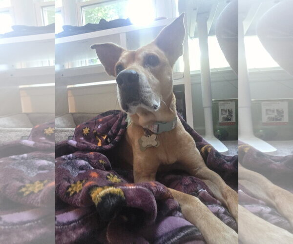 Medium Photo #9 Mountain Cur-Rhodesian Ridgeback Mix Puppy For Sale in Holly Springs, NC, USA