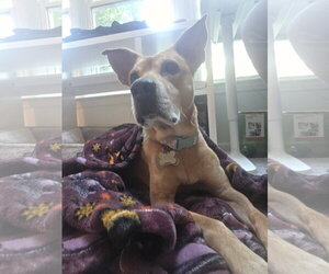 Pandora - Female Mountain Cur-Rhodesian Ridgeback Mix Dog for Adoption - Photo #9