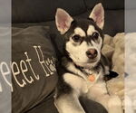 Small #9 Siberian Husky Mix