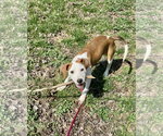 Small #4 Mutt