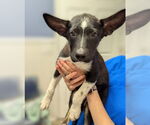 Small #1 Border Collie Mix