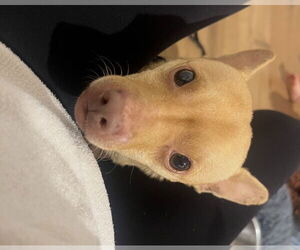 Chester aka Cheddar - Male Chihuahua-Unknown Mix Dog for Adoption - Photo #5
