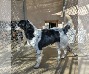 Jack Jack - Male Border Collie-Unknown Mix Dog for Adoption - Photo #7